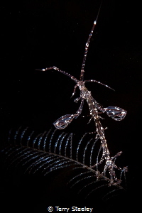 'Take me to your leader'. Skeleton shrimp
— Subal underw... by Terry Steeley 